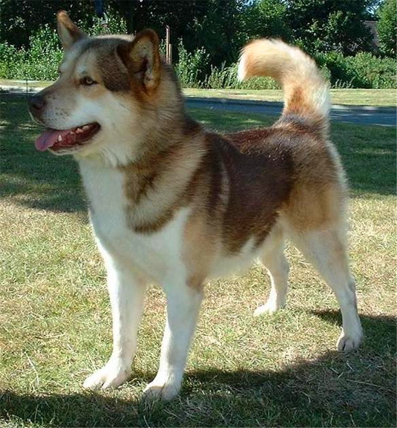 世界上最傑出的三大雪橇犬，哈士奇勇奪第一，第三名祖先是野狼！ 寵物 第5張