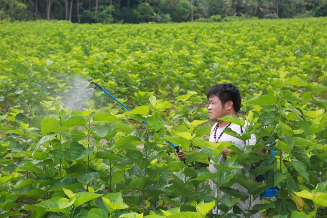 万宁桑树长势喜人蚕茧丰收在望