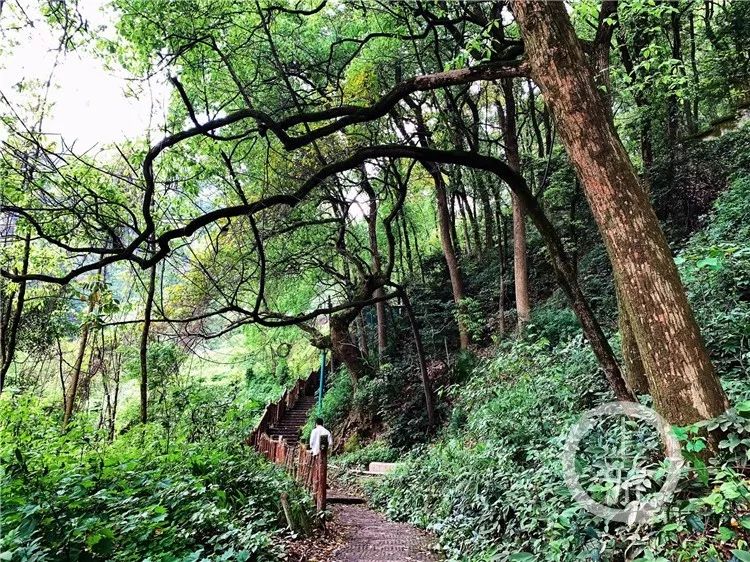 歌乐山“三百梯”：已有400年历史，曾为古代川渝商旅必经之地