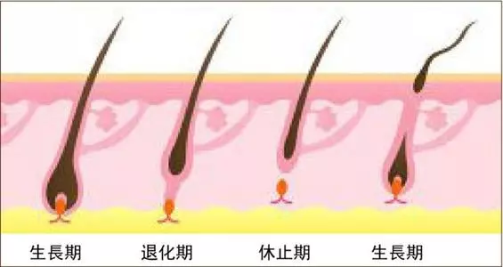                     刚出生就脱发，宝宝几根毛的问题别再自己吓自己