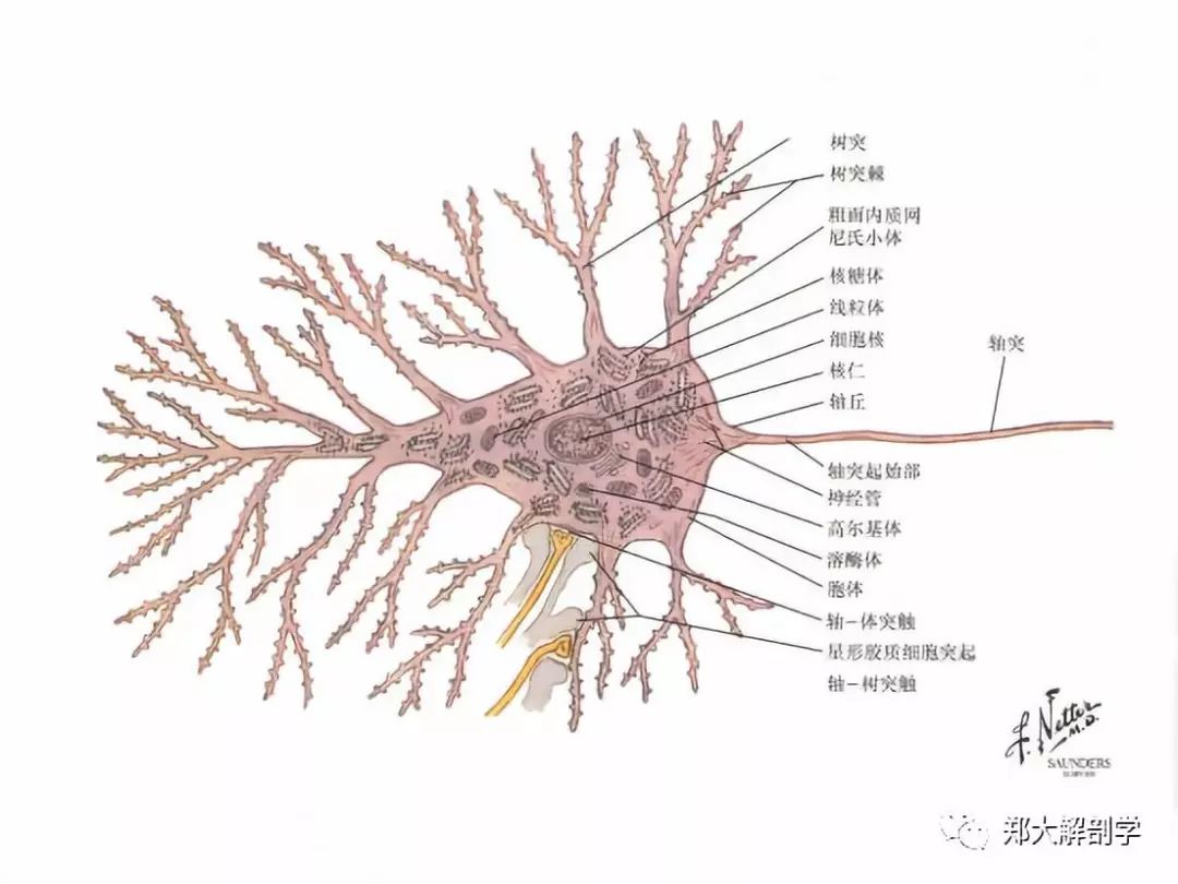 神经元的结构