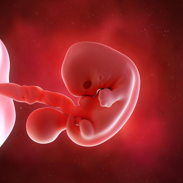 孕期胎宝宝长啥样?孕期2-40周胎儿发育全过程!