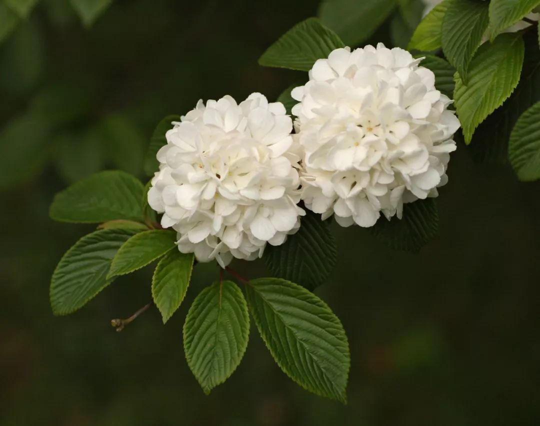 一树雪白,可不一定是梨花哦 这种花开了,春也快退了 绣球 