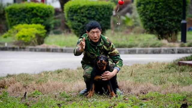 原創
            幼犬認主需要時間，四個月後才能記住主人，不要隨意無視愛犬！ 未分類 第11張