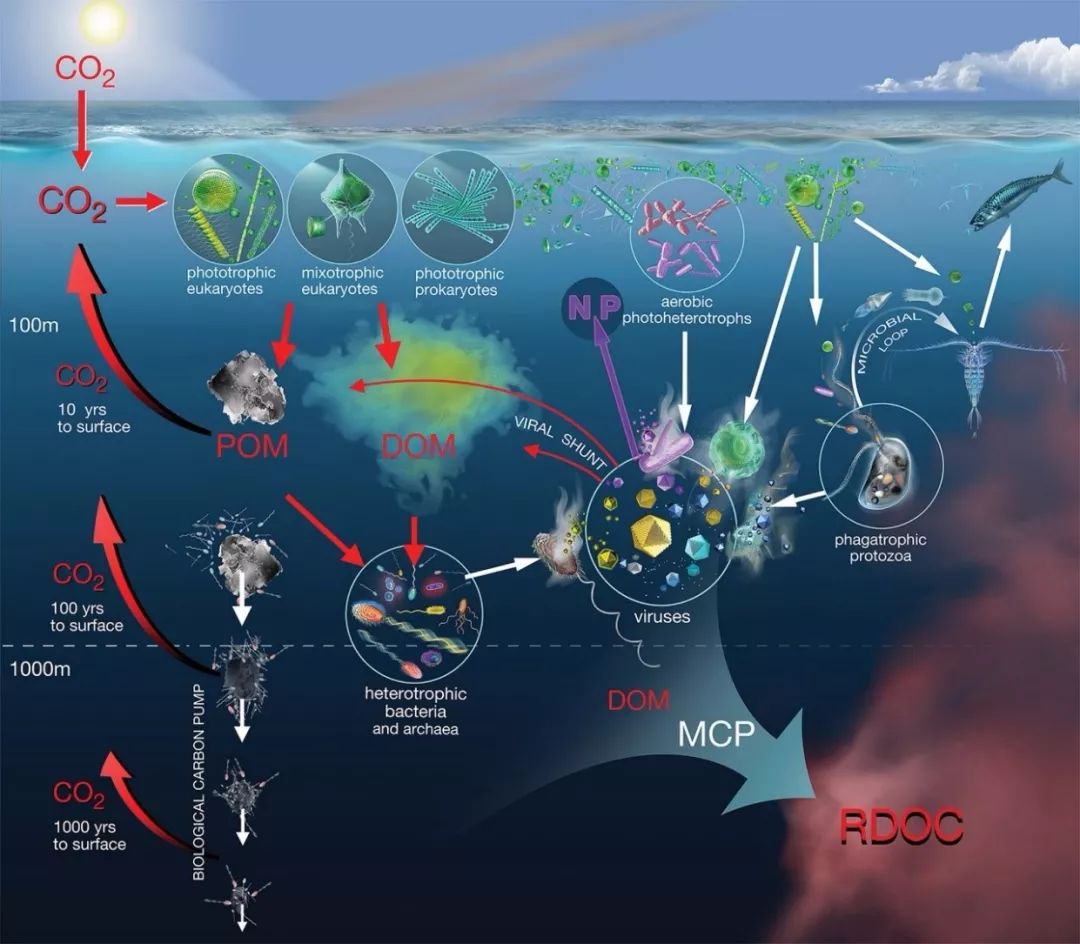 海洋生物碳循环模式的演变