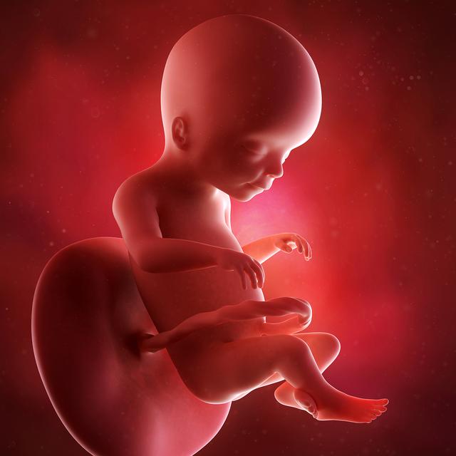孕期2-40周胎儿发育全过程!