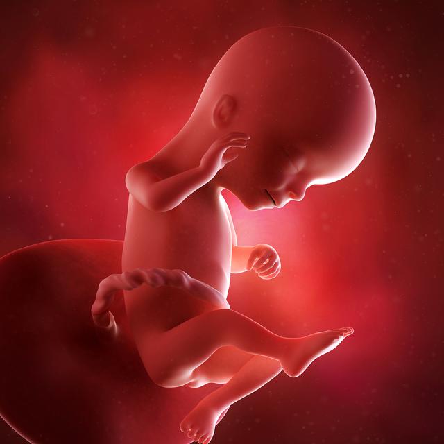 孕期第16周的胎儿发育情况