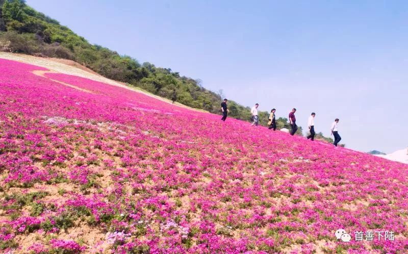 项目为王 繁花锦绣风景曾谙 下陆 废地变花海 荒山成乐园 江洋