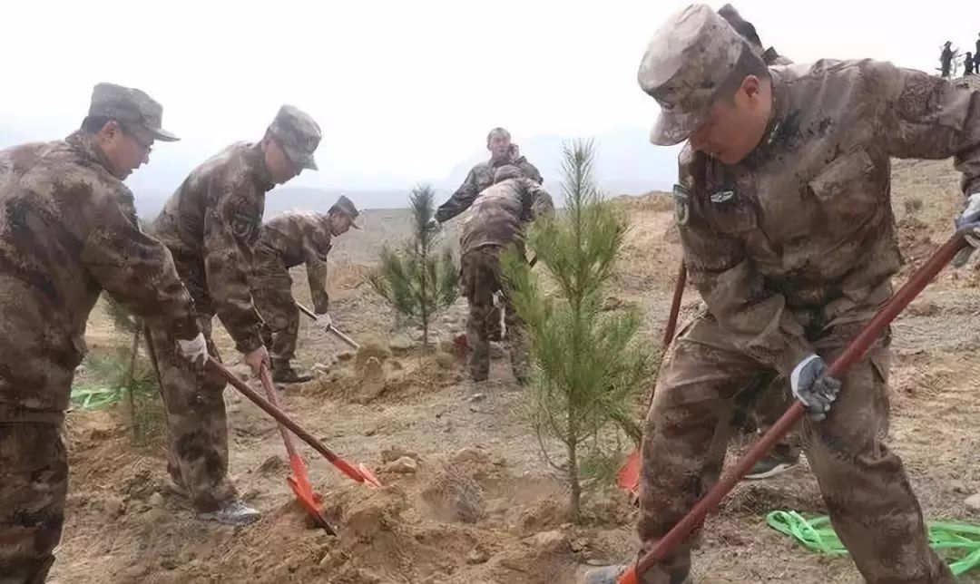 青海常青橄榄绿装扮第二故乡打造绿色高原