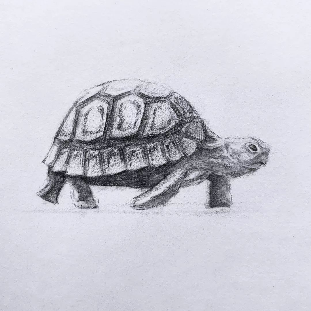 日绘社丨素描小乌龟