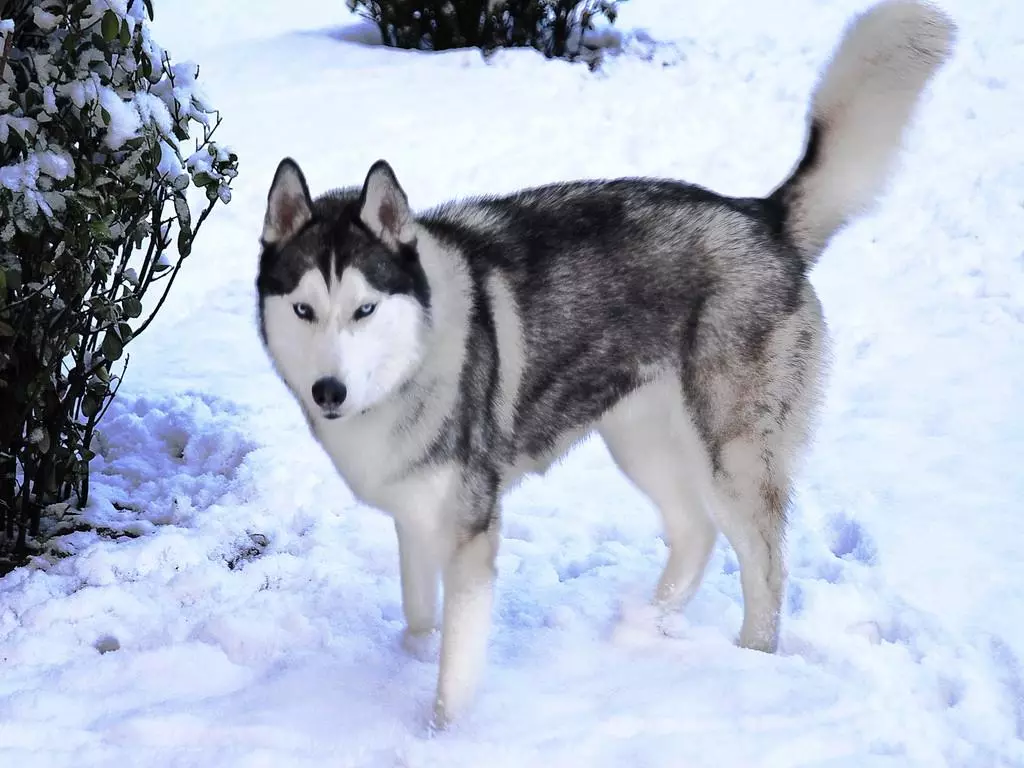 原創
            《權遊》開播，主演呼籲觀眾：請停止購買雪橇犬！ 寵物 第5張