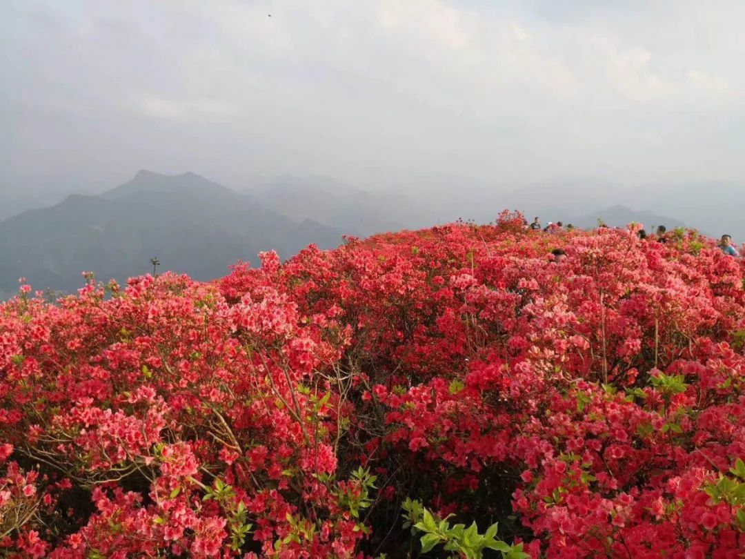 五一假期,5月1日,2日出发,贵州丹寨超美杜鹃花,西江千户苗寨,镇远古城