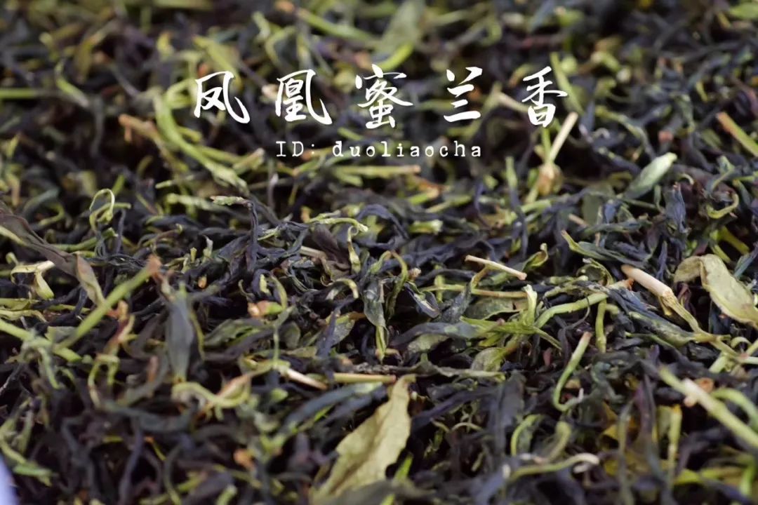 多聊茶|不是所有凤凰水仙,都叫凤凰单丛