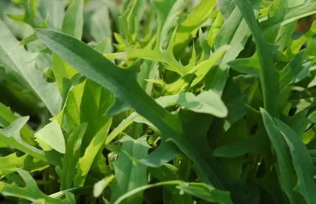 曲麻菜东北人管它叫"曲么菜,吃起来很苦,但是做为蘸酱菜还是很好吃