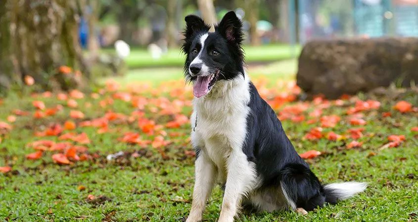 原創
            千鈞一發之際，邊境犬挺身而出從車輪下救了小狗一命 寵物 第1張