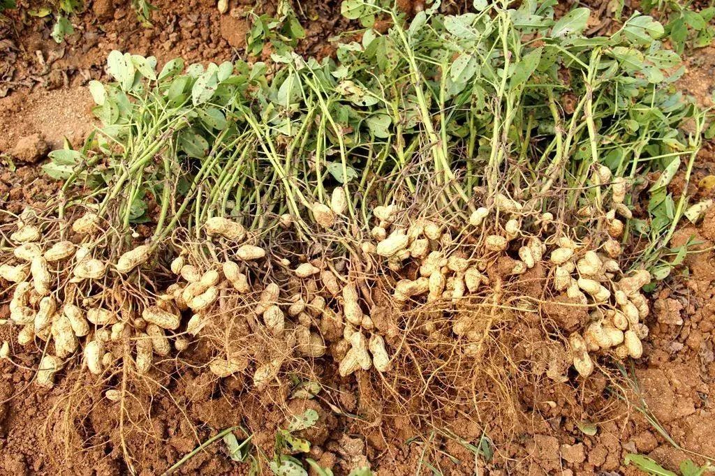 提前撒上肥料起好垄,等谷雨过后再种植花生可行吗?