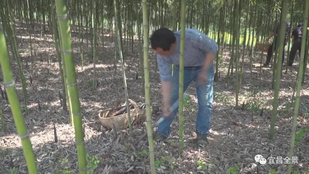 成林后每年春,冬季都有新鲜竹笋上市,是满山红村村民的摇钱树