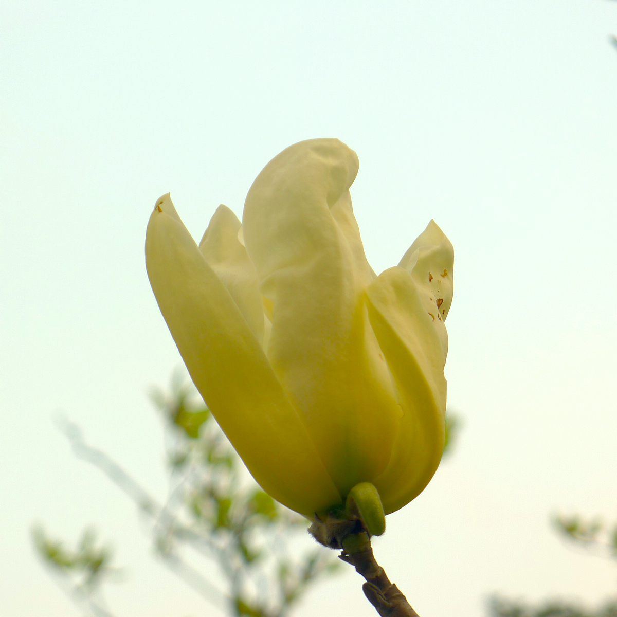 黄花玉兰