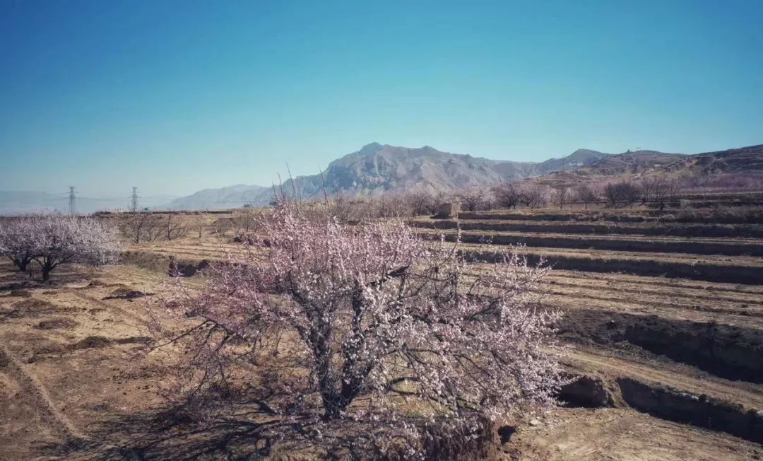 李峪村杏花开放正当时,漫山遍野皆美景!火爆朋友圈!