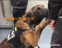 警犬宝宝在上班期间撒娇卖萌求摸头,谁还不是个宝宝啦!