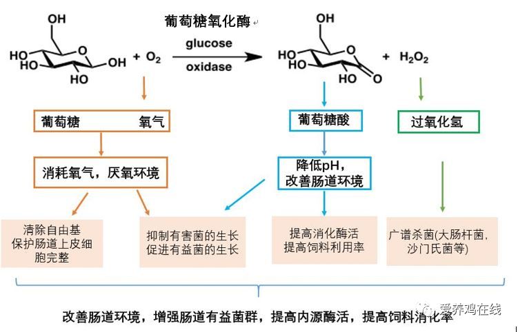 图3:god抑菌作用3.葡萄糖氧化酶研究进展3.