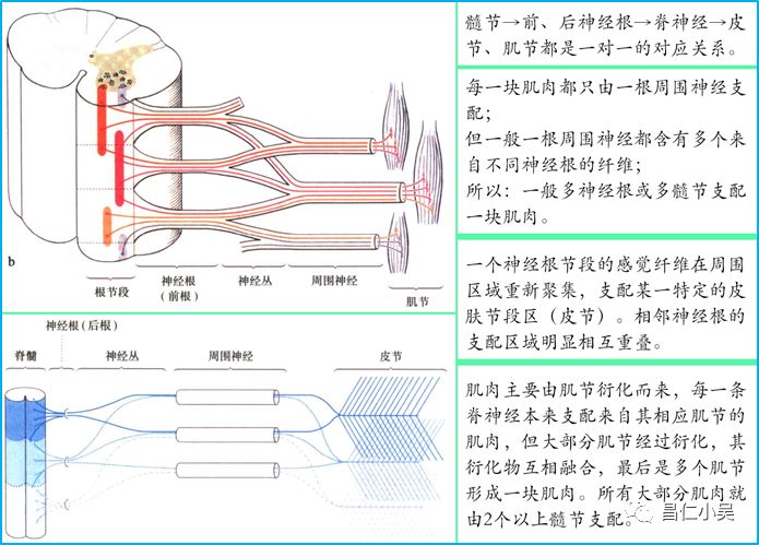 因此:可根据某一皮区或某块肌肉的体节来源而推断其神经支配.