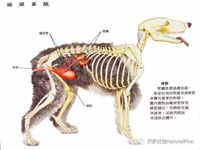 【救命贴】狗狗肾病的形成与治疗