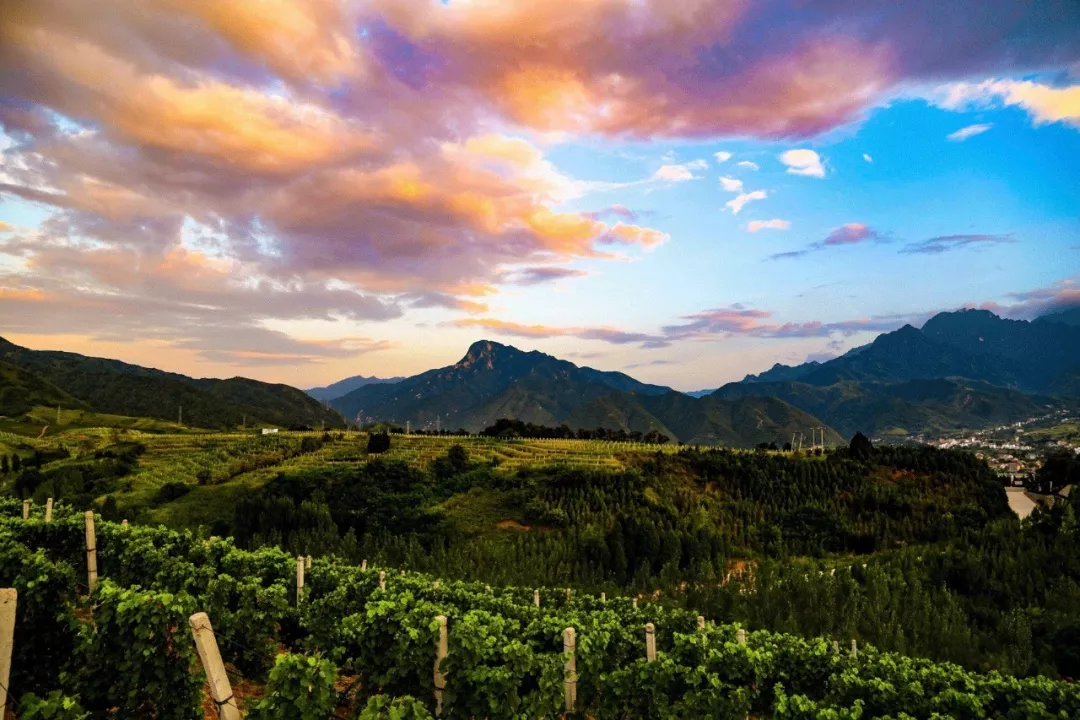 世界葡萄酒大师相聚蓝田玉山