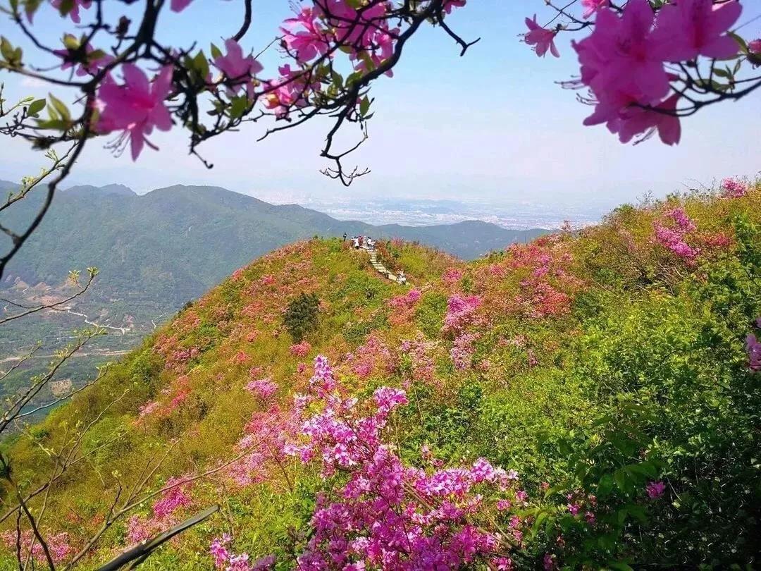 奉化金娥山,满山映山红花开红似火!一起邂逅人间最美四月天!