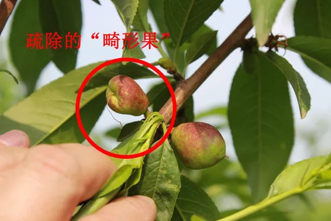 【赣南种植】桃树如何疏果?这次讲的清楚明白!_疏花