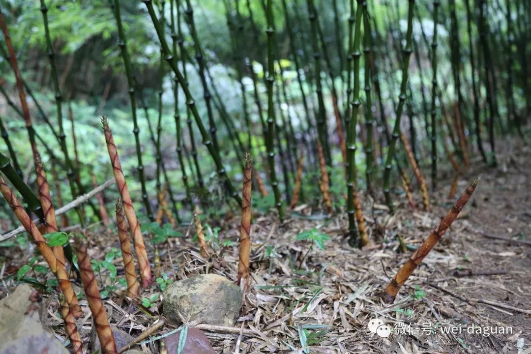 清明前后,大关十万余亩筇竹林里一根根筇竹笋破土而出,肆意地生长.