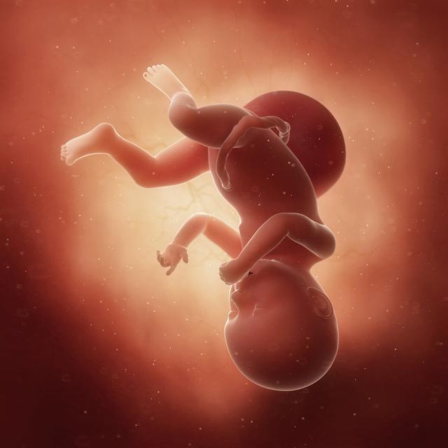 孕期胎宝宝长啥样?孕期2-40周胎儿发育全过程!
