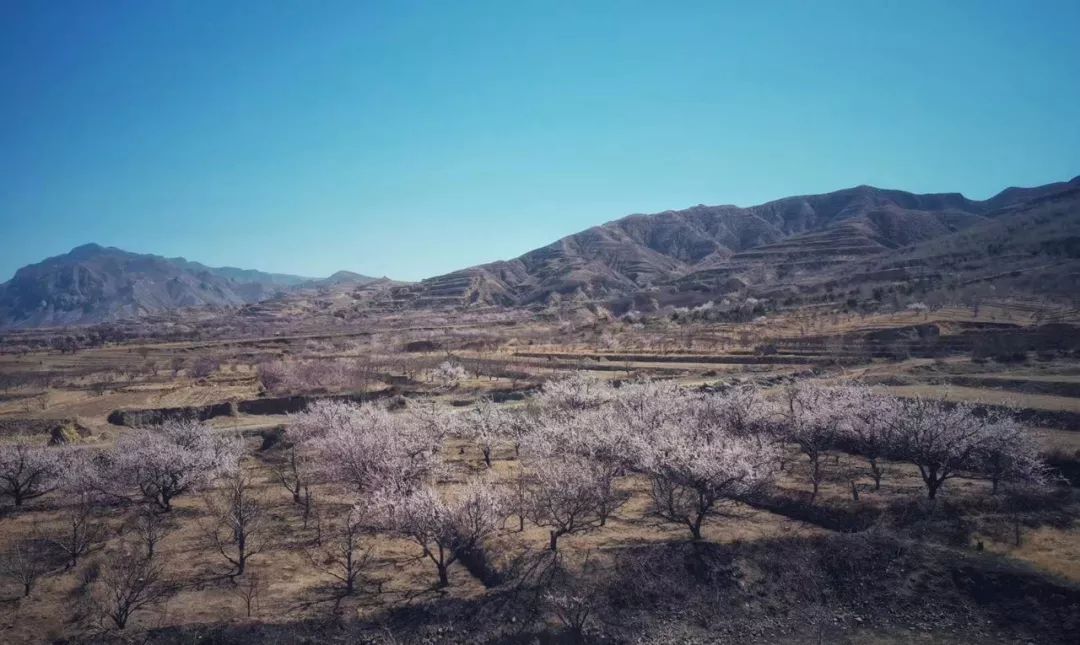 李峪村杏花开放正当时,漫山遍野皆美景!火爆朋友圈!_浑源