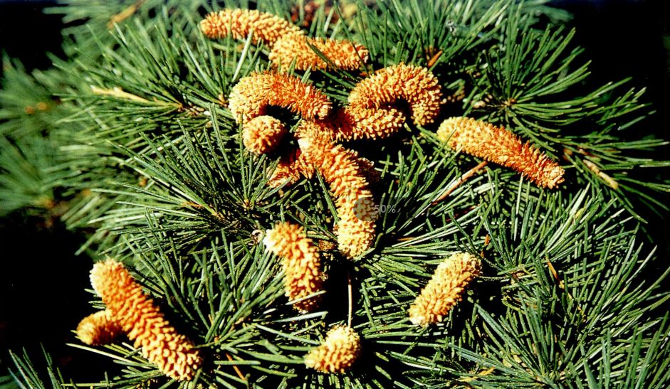 落叶松 裸子植物常分为5个纲,即苏铁纲,银杏纲,松柏纲,红豆杉纲及买
