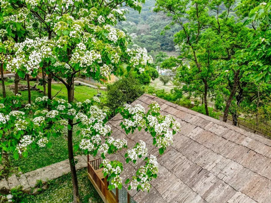 增城小楼二龙山油桐花盛开季节九龙人周末五一经济实惠的网红打卡点