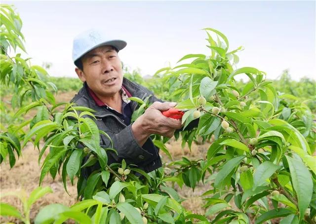 桃树4到6月份用药方案介绍!