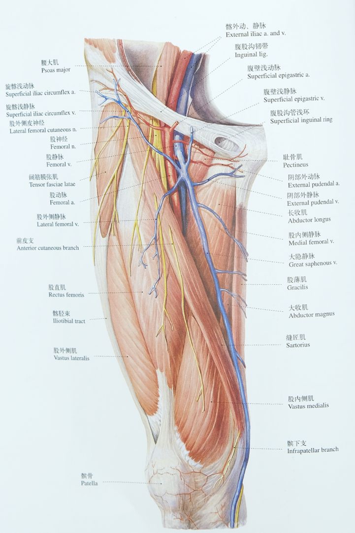 3. 大腿内侧