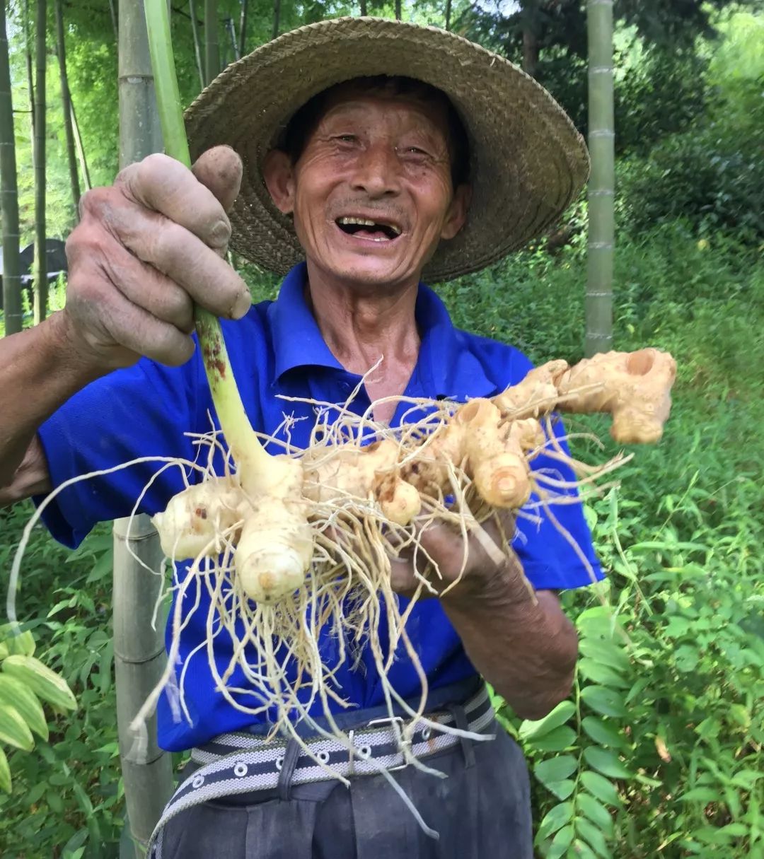 山居养生丨长期熬夜,白天乏力的人大多都阴虚,可常吃九蒸九晒黄精丸