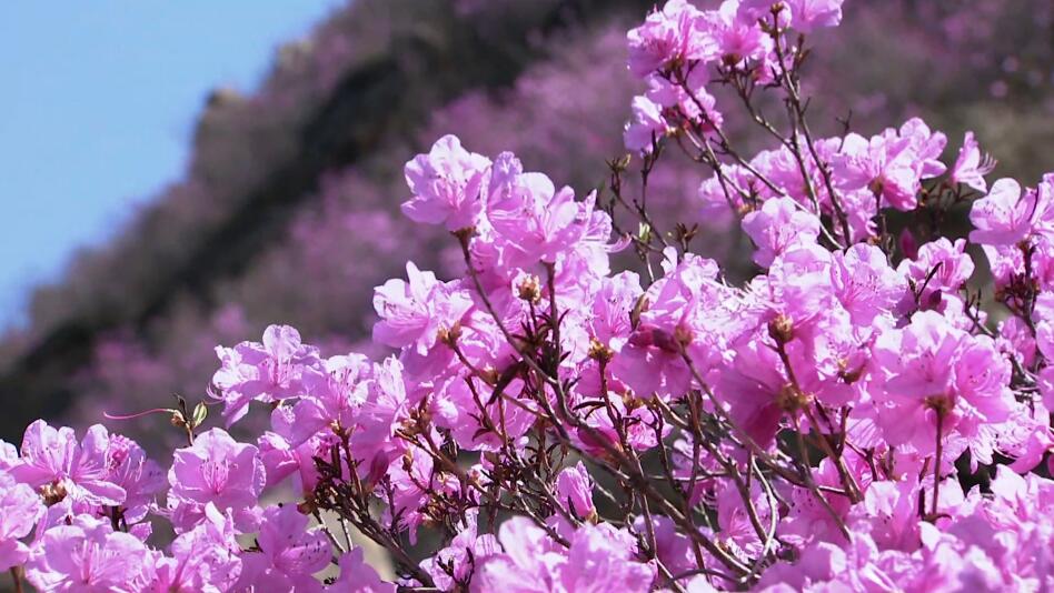 《中國村莊》之珠山秀谷杜鵑花 旅遊 第4張