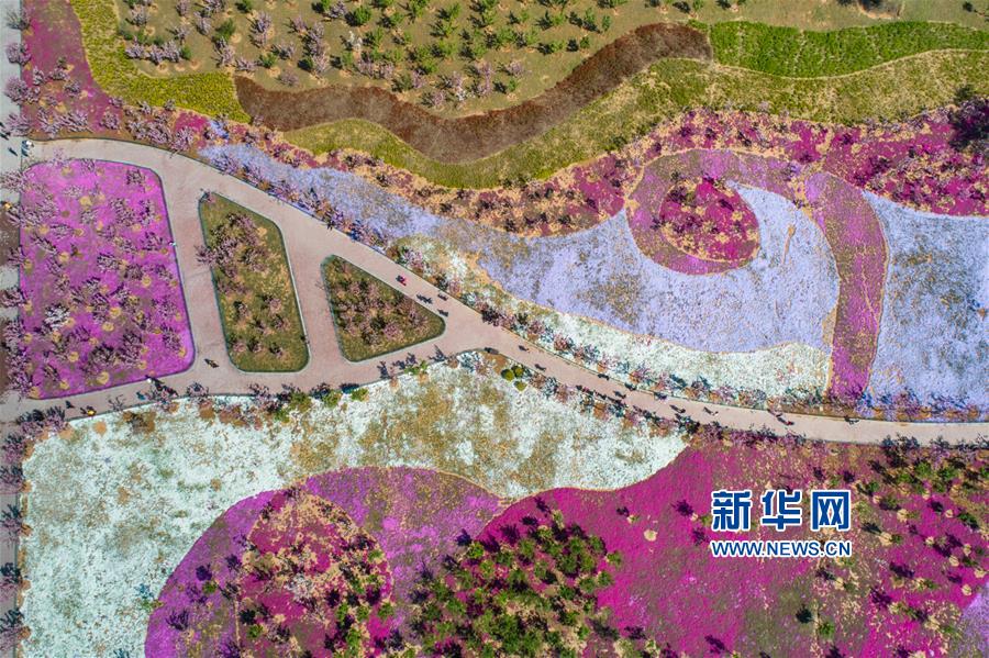 4月15日,游人在山东淄博市文昌湖区一处芝樱花园赏花(无人机拍摄).