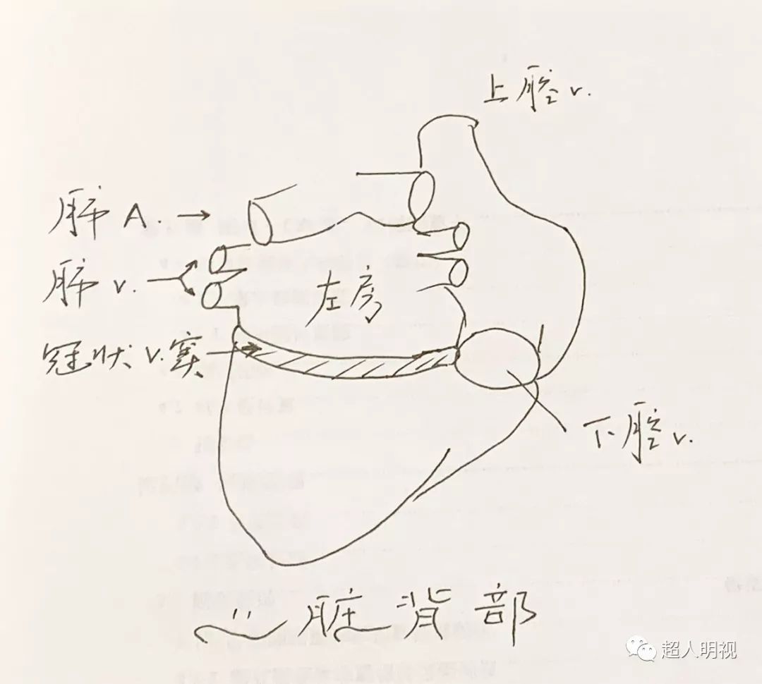 再谈胎儿冠状静脉窦