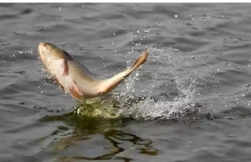 【社科视窗】鲤鱼为什么喜欢跳水
