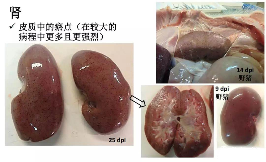 如何正确认识及防控非洲猪瘟病症图集