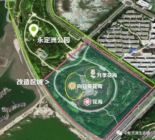 3大亮点!永定洲公园升级改造中,中新天津生态城又一大型花海即将呈现!