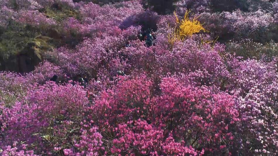 《中國村莊》之珠山秀谷杜鵑花 旅遊 第5張