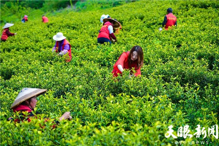 瓮安:全国最大种植基地的黄金芽茶叶开采