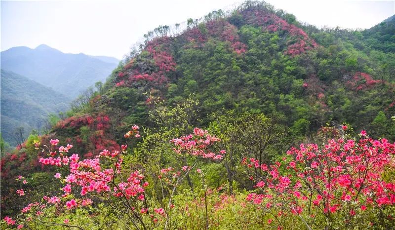 金寨铁冲的野生映山红!