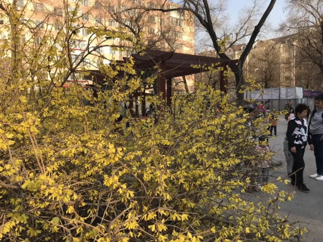 哈尔滨一路开到6月的连翘 京桃 榆叶梅 在哪里开得最美 公园