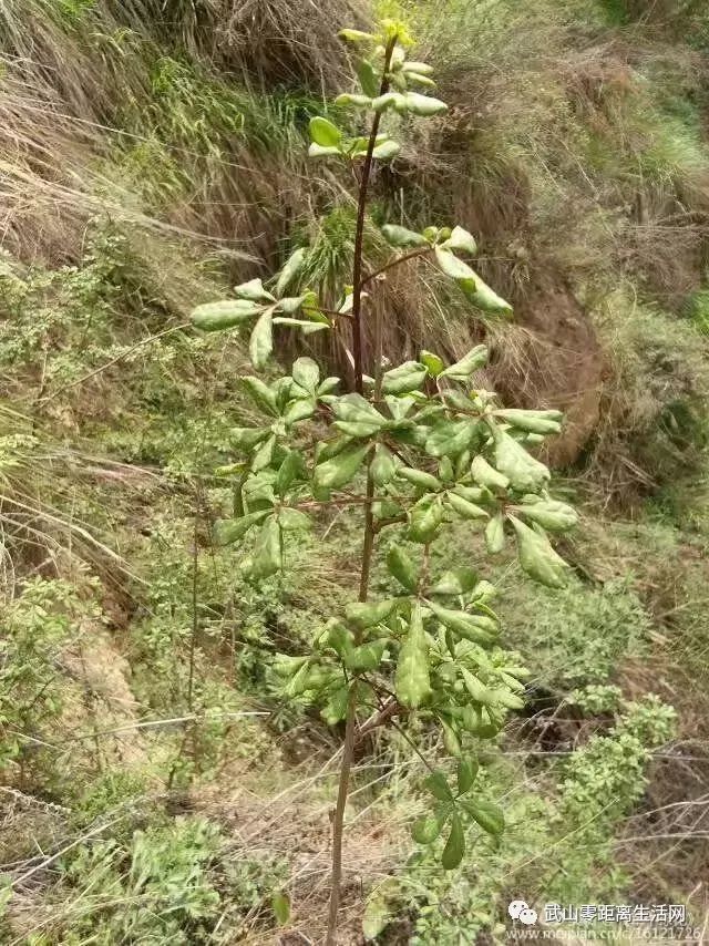 武山野菜——春天舌尖上的美食