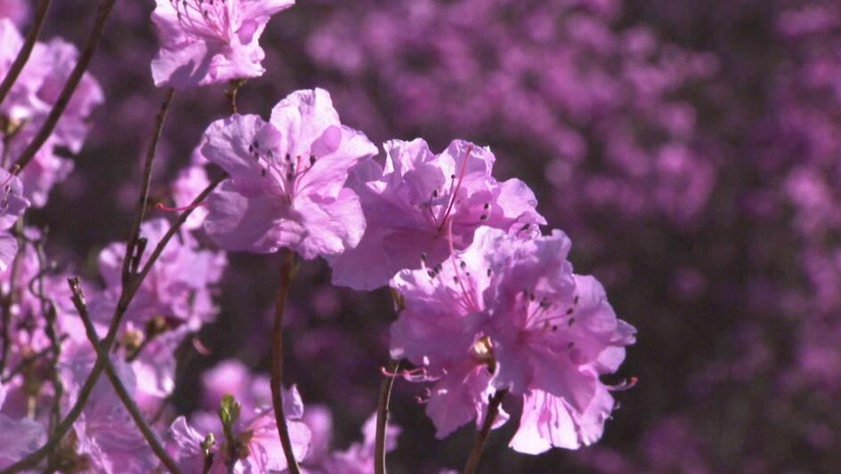 《中國村莊》之珠山秀谷杜鵑花 旅遊 第3張